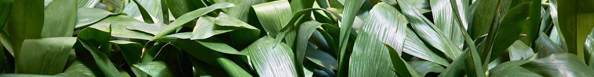 Aspidistra