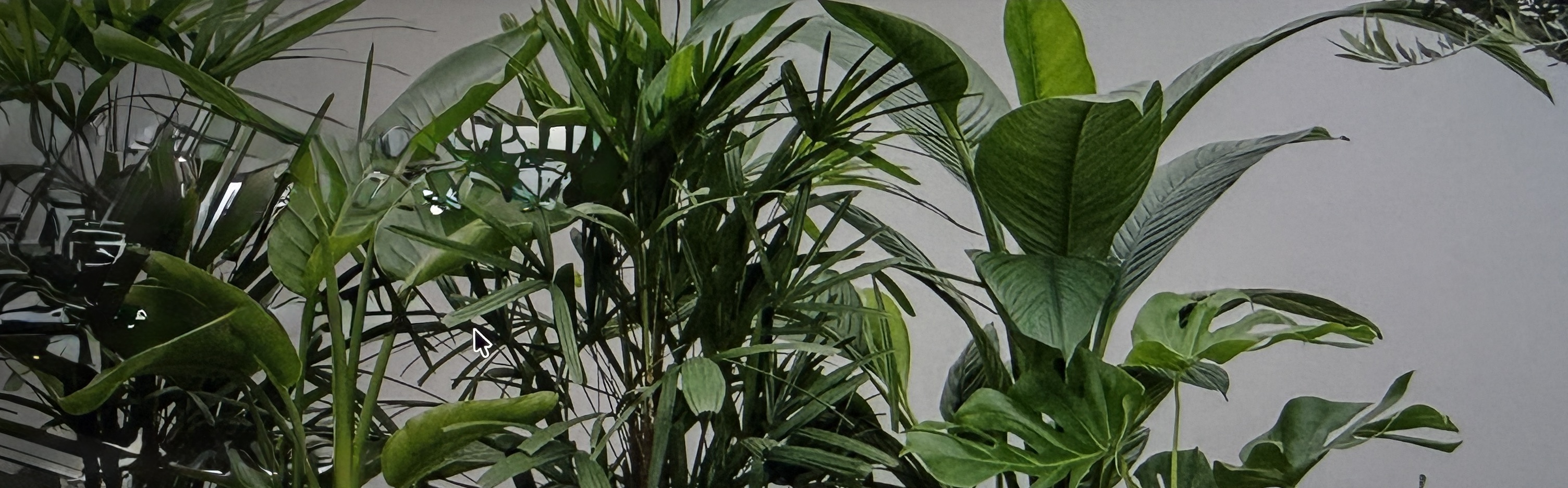 Rastliny pre zdravší vzduch