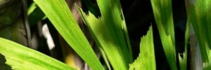 Caryota