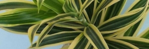 Dracaena