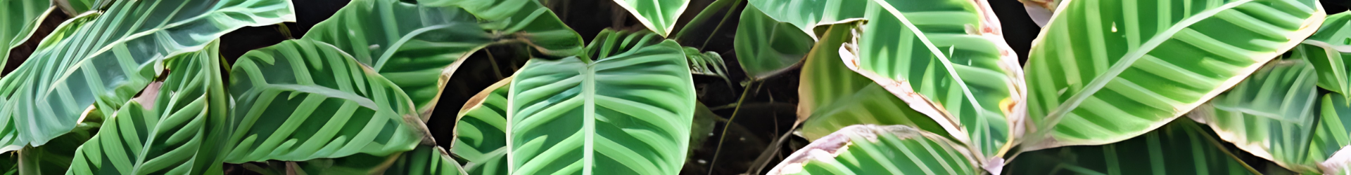 calathea